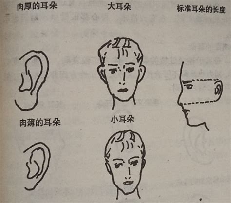 耳垂外翻 面相|面相耳朵案例详解：九种不同的耳朵，九种不同的出生